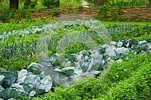 Vegetable garden in summer. Vegetables, cabbage, leek, carrot in backyard garden.