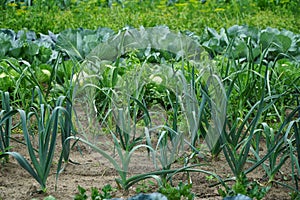 Vegetable garden in summer. Vegetables, leek, cabbage,  in backyard garden.