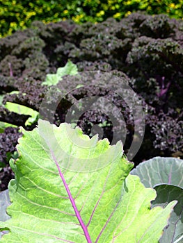 Vegetable garden: sunlit cabbage and kale leaves