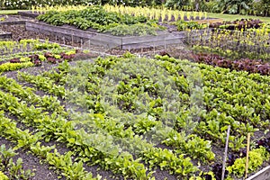 Vegetable garden with symmetrical beds.