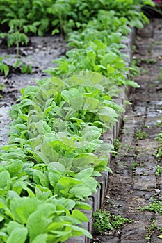 Vegetable garden with tomato