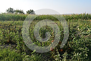 Vegetable garden of tomatoes and cucumbers, corn crop