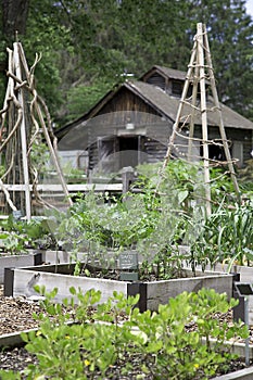 Vegetable Garden with Tool Shed