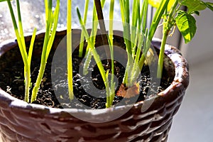 Vegetable garden on the window concept. Droped onion in the pot on the window