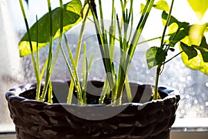 Vegetable garden on the window concept. Droped onion in the pot on the window