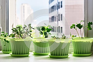 Vegetable garden on window sill