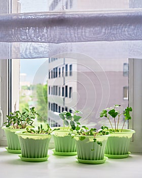 Vegetable garden on window sill
