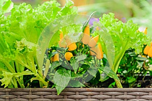 Vegetable garden on the window sill. Green lettuce and  orange jalapeno peppers grow in a basket