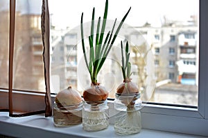 A vegetable garden on the windowsill. Growing green onions in glass jars of water. Greenery all year round