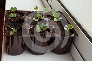 Vegetable garden on the windowsill. Radish seedlings germinate in a container