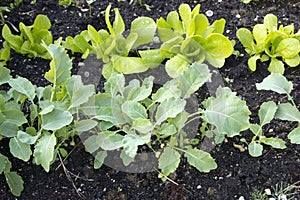 Vegetable garden with young plants