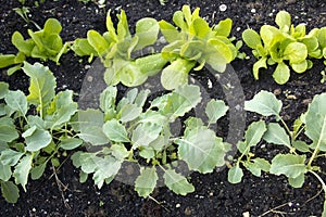 Vegetable garden with young plants