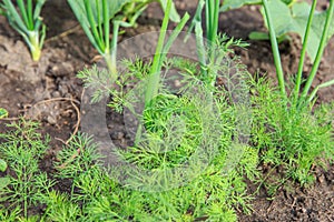 Vegetable garden. Country style.