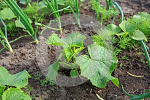 Vegetable garden. Country style.