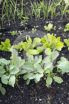 Vegetable garden with young plants photo