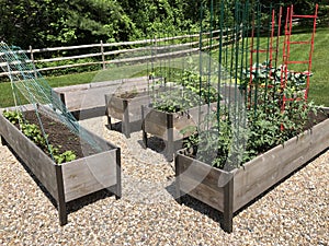 Vegetable gardening in raised beds