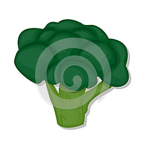 Vegetable green broccoli cartoon illustration