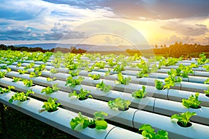 Vegetable green oak growing in hydroponic system flow water and fertilizer automation on planting plot