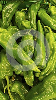 Vegetable green pepper for salad or fried