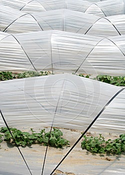 Vegetable greenhouse