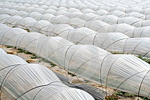 Vegetable greenhouse