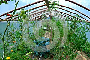 Vegetable Greenhouse garden