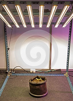 Plant grow with artificial LED lighting