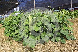 Vegetable growing in a home garden