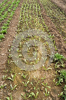 Green house vegetable in China
