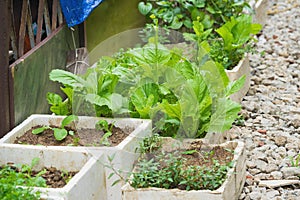 Vegetable grown in spongy boxes at home to make clean vegetable, the way to avoid eating chemical infected vegetable from market i