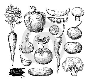 Vegetable hand drawn vector set. Isolated vegatarian engraved st photo