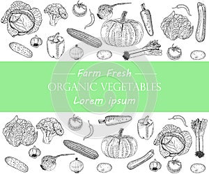 Vegetable hand drawn vintage vector illustration. Farm Market poster. Vegetarian set of organic products.