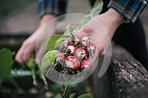 Vegetable harvest. Hands holding a fresh radish from small farm. Concept of agricultural. Young woman picking root vegetables.