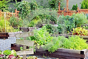 Vegetable and herb garden.