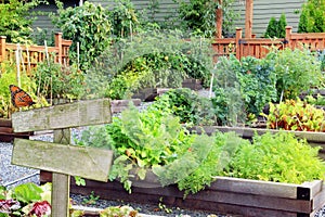 Vegetable and herb garden.