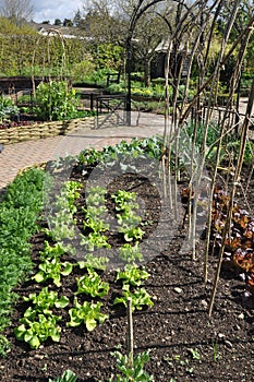 Vegetable and Herb Garden