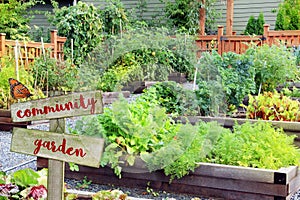 Vegetable and herb garden. photo