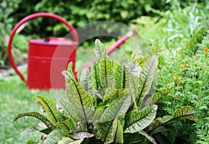 Vegetable and herb garden watering