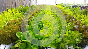 Vegetable Hidroponik Farm