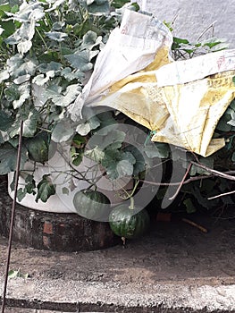 Vegetable home jagraon