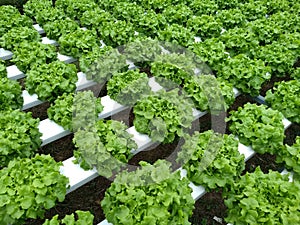 Vegetable hydroponic system,green cos lettuce salad growing garden hydroponic farm plants on water without soil agriculture in the