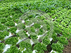Vegetable hydroponic system,green cos lettuce salad growing garden hydroponic farm plants on water without soil agriculture in the