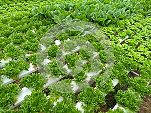 Vegetable hydroponic system,green cos lettuce salad growing garden hydroponic farm plants on water without soil agriculture in the
