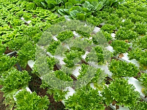 Vegetable hydroponic system,green cos lettuce salad growing garden hydroponic farm plants on water without soil agriculture in the