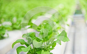 Vegetable hydroponic system young and fresh green lettuce growing garden farm plants on water without soil agriculture in the