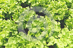 Vegetable hydroponic system - young and fresh green oak salad growing garden hydroponic farm salad plants on water without soil