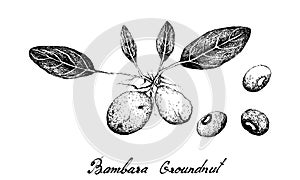 Hand Drawn of Bambara Nuts on White Background photo