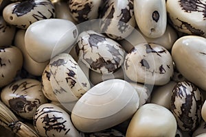 Vegetable ivory, tagua nuts Phytelephas macrocarpa. processed