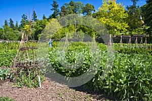 Vegetable kitchen garden