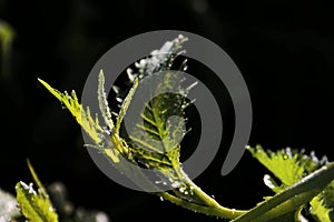 Vegetable leaves